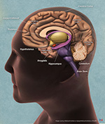 brain cutaway